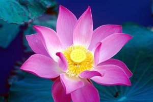 lotus